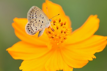 Macro details of butterfly on summer cosmos flower