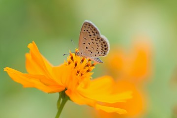 Macro details of butterfly on summer cosmos flower