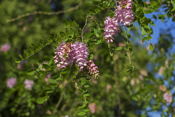 Robinia hispida. Rose-acacia (Robinia hispida)