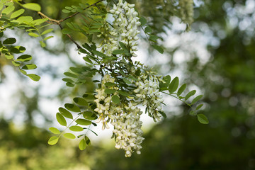 Robinia pseudoacacia in bloom. Abundant flowers of Robinia pseudoacacia, false acacia, black locust. Source of nectar for tender but fragrant honey