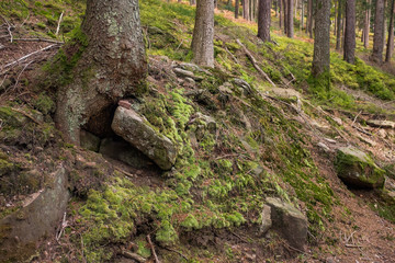 Moosbedeckte Felsformation mit Nadelbäumen im Schwarzwald