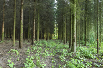 Fototapeta premium spruce forest in the plain. artificial spruce forest