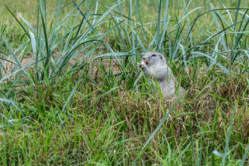 Naklejka na ściany i meble the gophers climbed out of the hole on the lawn , the furry cute gophers sitting on a green meadow