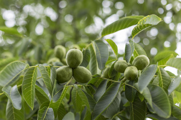 Fototapeta premium Walnut tree with unripe fruits (Juglans regia). Walnut tree (Juglans regia) branch with fruit