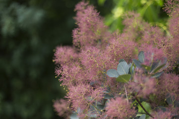 European smoketree (cotinus coggygria) branches with leaves and fruits. European smoketree (cotinus...