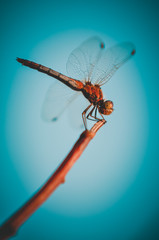 Dragonfly sits on branch, summer sky. Outdoor nature portrait of a single isolated dragonfly sitting on a branch with wings spread on a sunny bright day