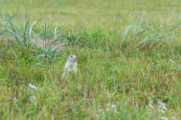 the gophers climbed out of the hole on the lawn , the furry cute gophers sitting on a green meadow