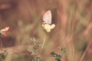 Adonis blue female (Polyommatus bellargus) is a butterfly in the family Lycaenidae on the some flowers with soft blurred background. Colorful garden in summer time. closeup, soft toning.