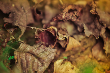 Beautiful brown frog (Rana temporalia) on the some autumnal leaves with soft blurred background. Colorful garden. Closeup, soft toning. Nature concept. A place for your inscription.