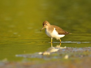 The common sandpiper (Actitis hypoleucos)