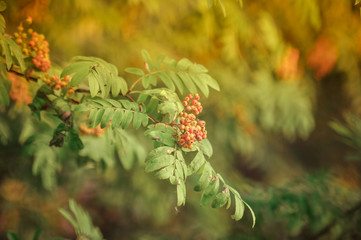 Red mountain ash on a branch, macro photo with selective focus, soft toning. Nature concept. Autumnal colorful red rowan branch. red ripe rowan berry branch. bunch of orange ashberry
