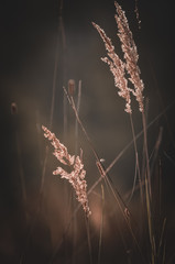 Field with Meadow Grass in backlight. Sunny day with soft blurred background. Colorful garden in summer time. closeup, soft toning. Nature concept. A place for your inscription.