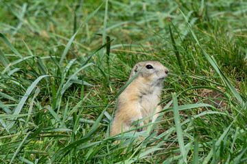 Naklejka na ściany i meble gray gopher in the grass on his hind legs