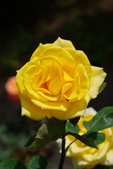 Spring roses in various varieties
