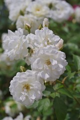 Spring roses in various varieties
