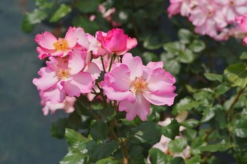 Spring roses in various varieties

