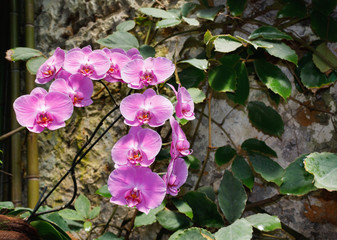 Beautiful orchid branch on abstract blurred background