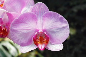 Beautiful pink orchid branch variety Phalaenopsis Sanderiana