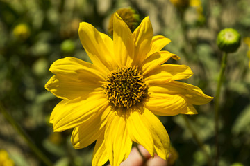 The yellow flower macro shot.