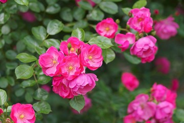 Fototapeta na wymiar Spring roses in various varieties 