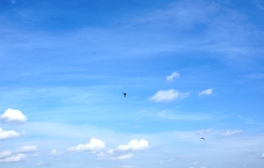 background birds,background birds, sky, blue sky, excavate, plane, flying, airplane, bird, fly, nature, white, flight, air, sunset, birds, travel, aircraft, sun, weather, gull, seagull, summer, 