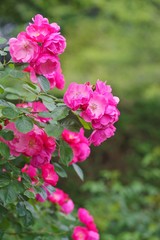 Spring roses in various varieties
