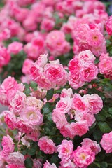 Spring roses in various varieties
