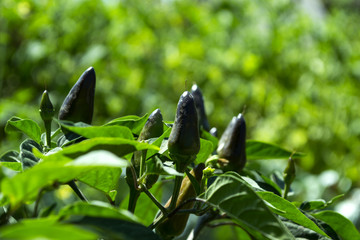 Blue pepper growing in the garden.