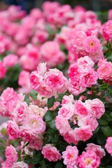 Spring roses in various varieties
