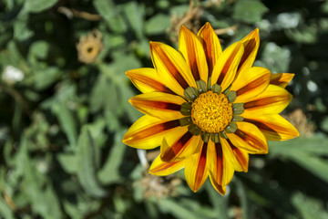 Gazania flower macro shot.
