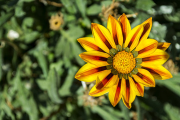 Gazania flower macro shot.