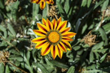 Gazania flower macro shot.