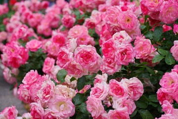 Spring roses in various varieties
