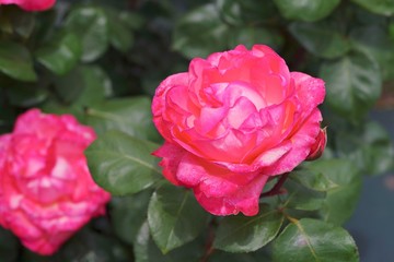 Spring roses in various varieties
