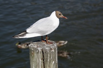 Seagull on watch