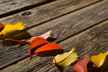 autumn leaves on old weathered wooden