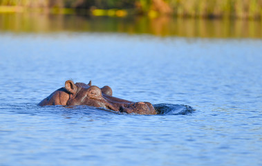 Fototapeta na wymiar Nilpferd im Chobe River