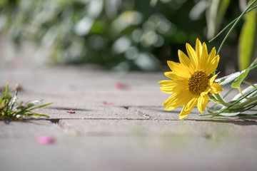 Sonnenblume in Garten, Natursteinpflaster
