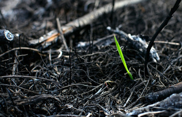 A small sprout makes its way through the burned earth. New life and purpose concept.