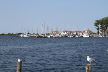 Hafen von Rerik an der Ostsee 2