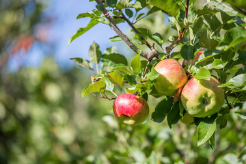 Reife Äpfel auf Apfelbaum, Herbst