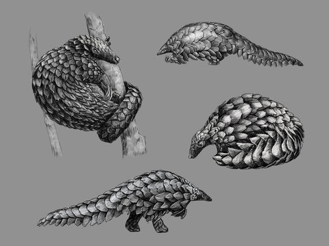 Black and white monochromatic freehand sketch of a pangolin