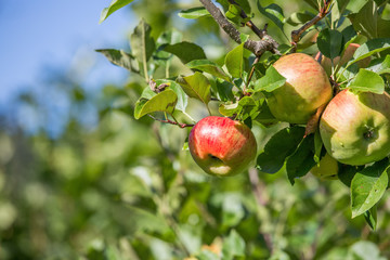 Reife Äpfel auf Apfelbaum, Herbst
