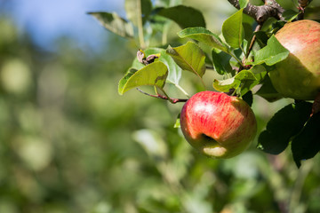 Reife Äpfel auf Apfelbaum, Herbst