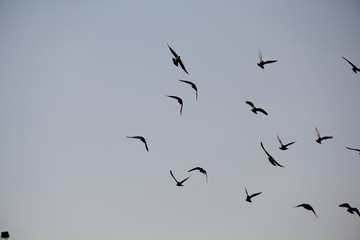 flock of birds in flight