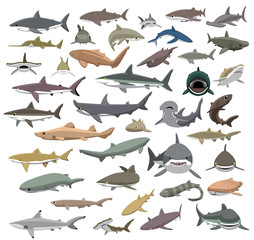 Fototapeta premium Wiele gatunków rekinów świata kreskówka wektor