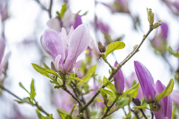 Pink magnolia bloossom close up