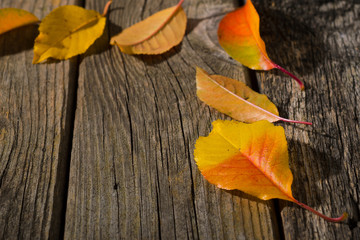 autumn leaves on old weathered wooden