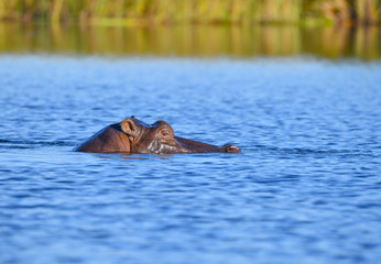 Fototapeta premium Nilpferd im Chobe River