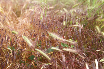 closeup of grass